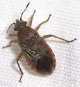 Arhyssus parvicornis