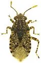 Arhyssus parvicornis - photo 2