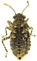 Arhyssus parvicornis - photo 4