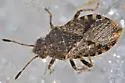 Arhyssus parvicornis - photo 5