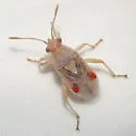 Arhyssus rubrovenosus