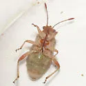 Arhyssus rubrovenosus - photo 2