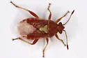Arhyssus rubrovenosus - photo 3