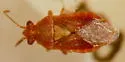 Arhyssus rubrovenosus - photo 4