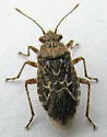 Arhyssus scutatus