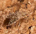 Arhyssus scutatus - photo 2