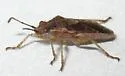 Arhyssus scutatus - photo 4