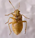 Arhyssus validus - photo 2