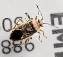 Arhyssus validus - photo 3