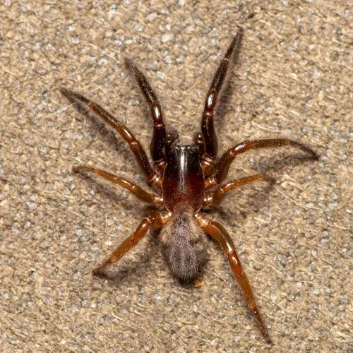 Ariadna bicolor - photo 2