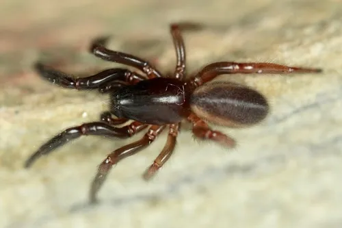 Ariadna bicolor - photo 3