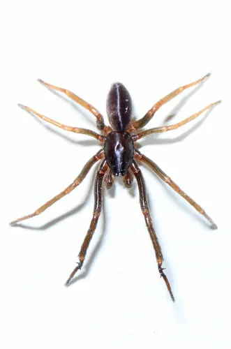 Ariadna bicolor - photo 4