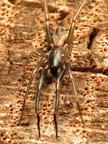 Ariadna bicolor - photo 5