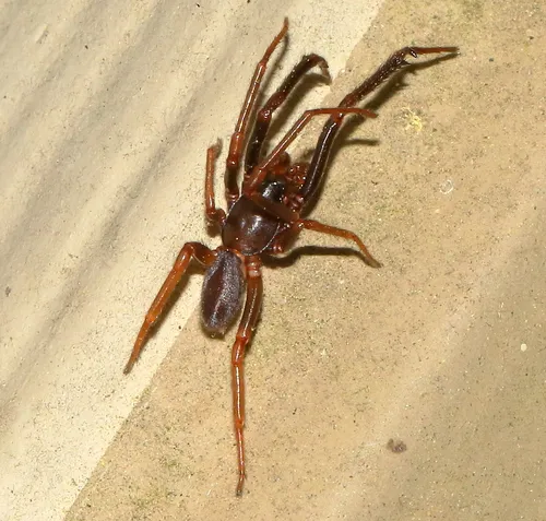 Ariadna bicolor - photo 8