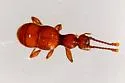 Arianops kingi