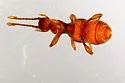 Arianops kingi - photo 2