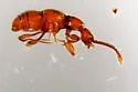 Arianops kingi - photo 3