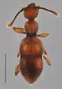 Arianops kingi - photo 4