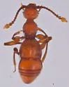 Arianops nantahalae