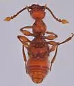 Arianops nantahalae - photo 2