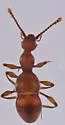 Arianops neglecta