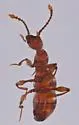 Arianops neglecta - photo 2