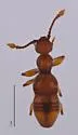 Arianops norithe