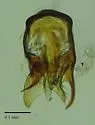 Arianops norithe - photo 2