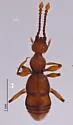 Arianops unicoi