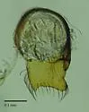 Arianops unicoi - photo 2