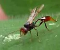 Aridelus nigrithorax