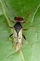 Aridelus nigrithorax - photo 2