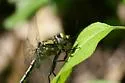 Horned Clubtail