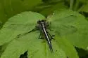 Horned Clubtail - photo 2