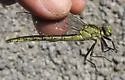 Horned Clubtail - photo 3