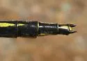 Horned Clubtail - photo 4