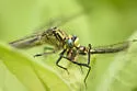 Horned Clubtail - photo 5