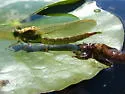 Lilypad Clubtail