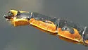 Lilypad Clubtail - photo 2