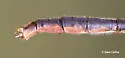 Lilypad Clubtail - photo 3