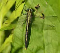 Lilypad Clubtail - photo 5