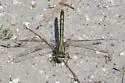 Stillwater Clubtail