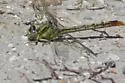 Stillwater Clubtail - photo 2