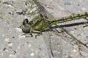 Stillwater Clubtail - photo 3