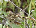 Stillwater Clubtail - photo 4