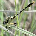 Stillwater Clubtail - photo 5
