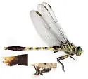 Bayou Clubtail