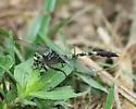 Bayou Clubtail - photo 3