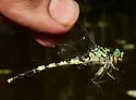 Bayou Clubtail - photo 4