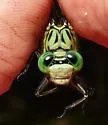 Bayou Clubtail - photo 5